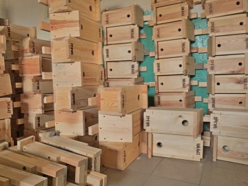 Skrzynki lęgowe – czy mogą zastąpić naturalne dziuple?, 